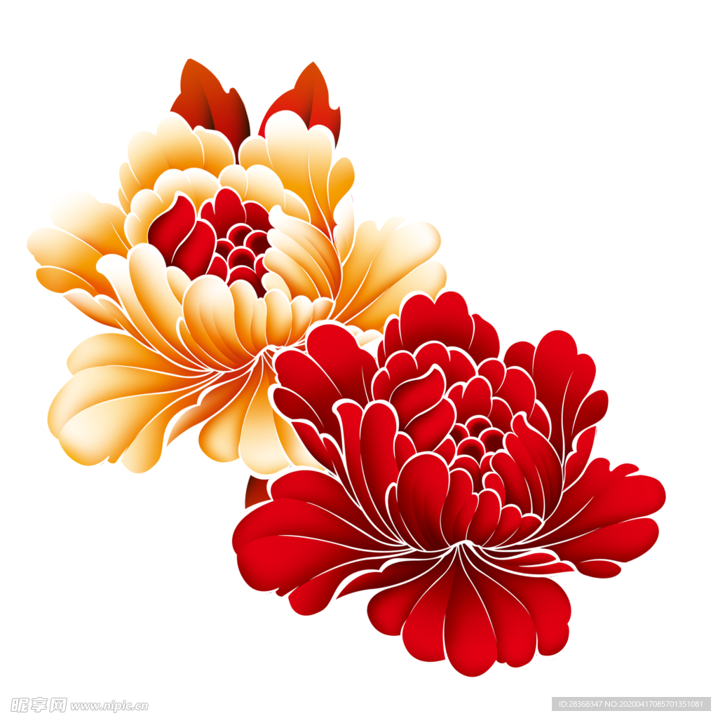 牡丹花