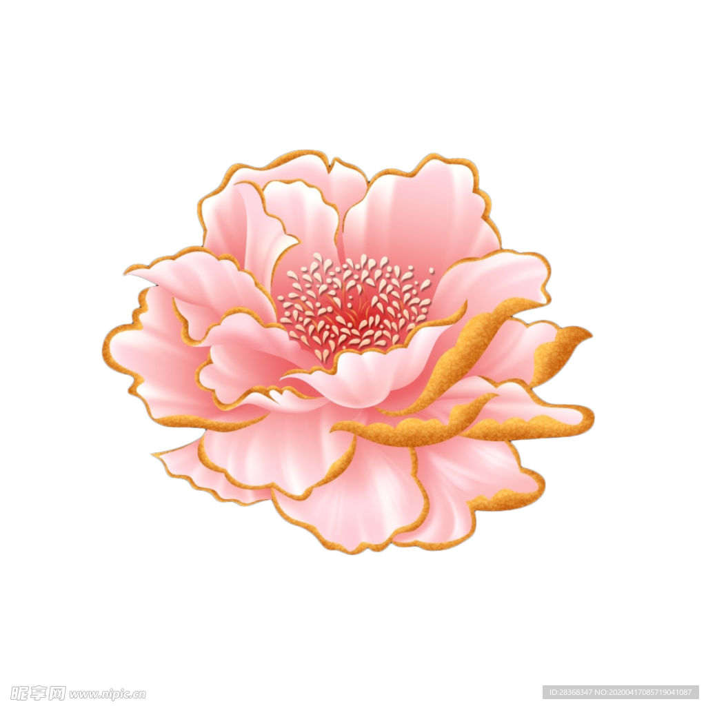 牡丹花