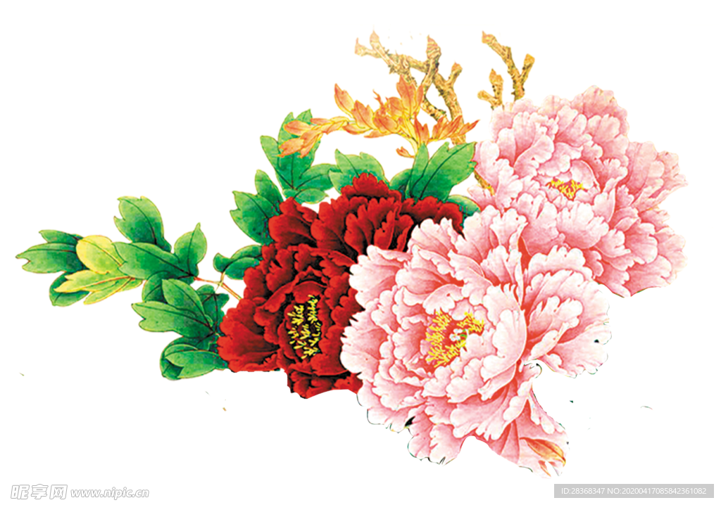牡丹花