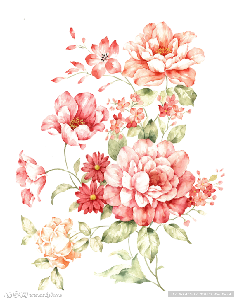 牡丹花
