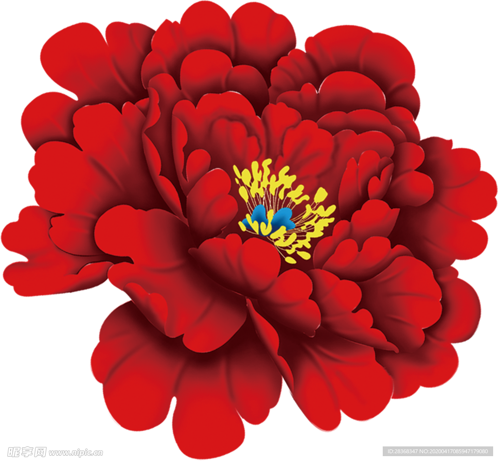 牡丹花