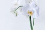 兰花 蝴蝶兰 花卉