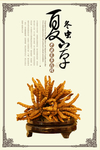 冬虫夏草