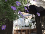 紫色邹菊背景图