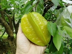 杨桃实拍背景图