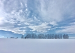 日本美瑛 雪景