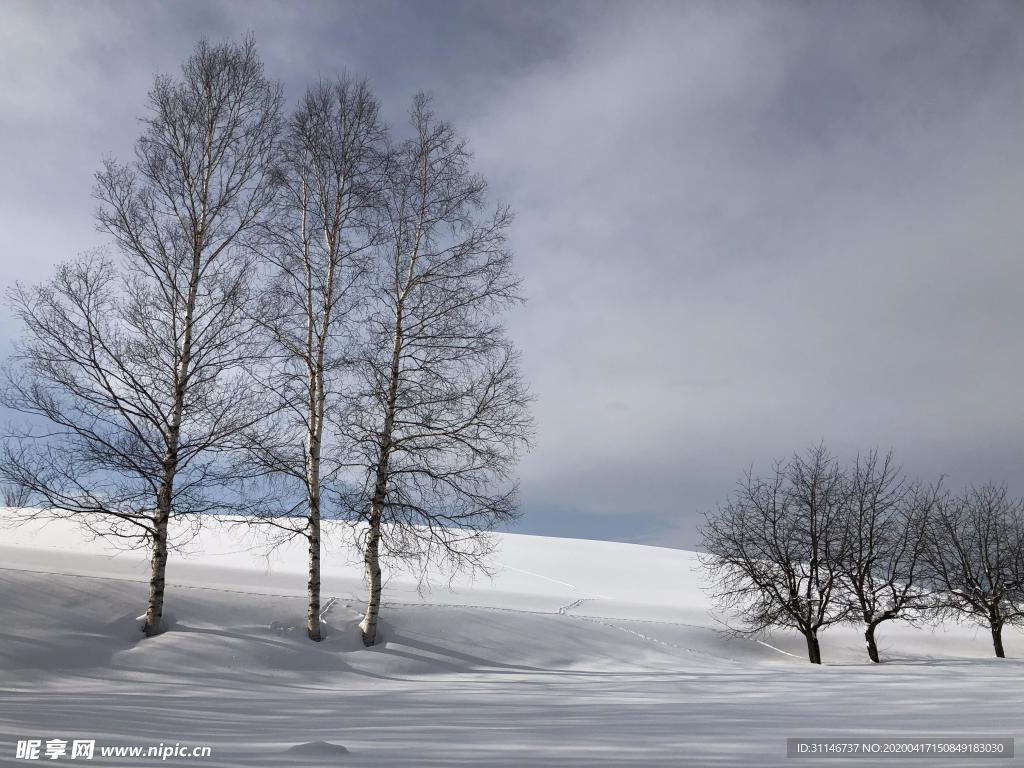 日本美瑛 雪景