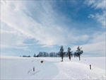 北海道雪景小树林