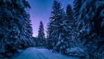 雪松