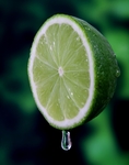 滴水青柠