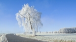 冬天雪地里的银树