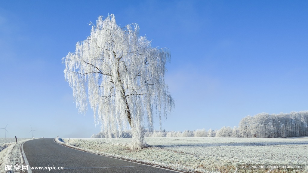 冬天雪地里的银树