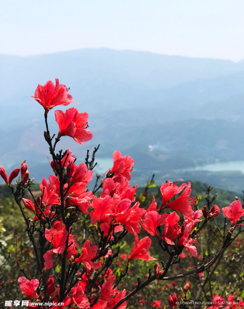 花卉