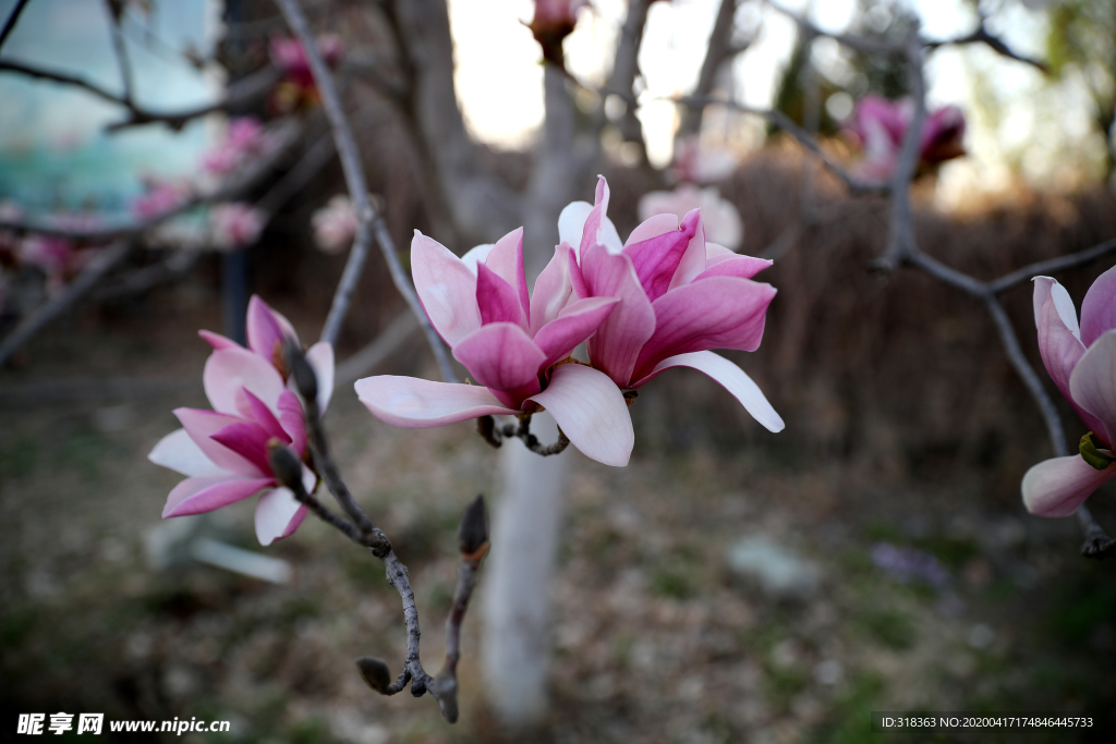 玉兰花