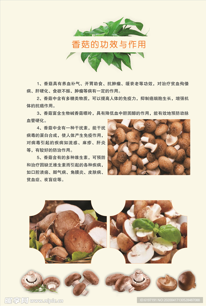 香菇画册