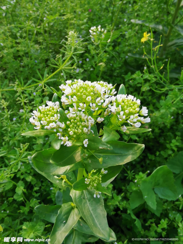 野生的菥蓂开出白色的花朵