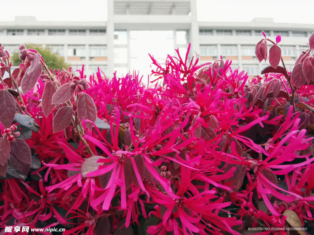 红花檵木开花了