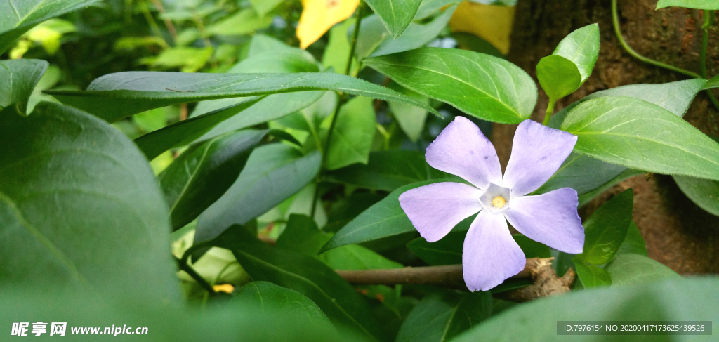 蔓长春花