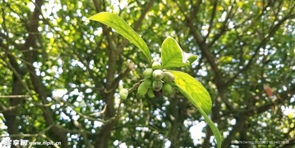 桂花果