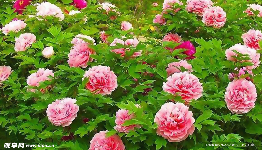 花海