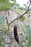茄子