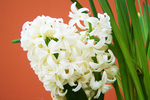 水仙花