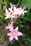 水仙花