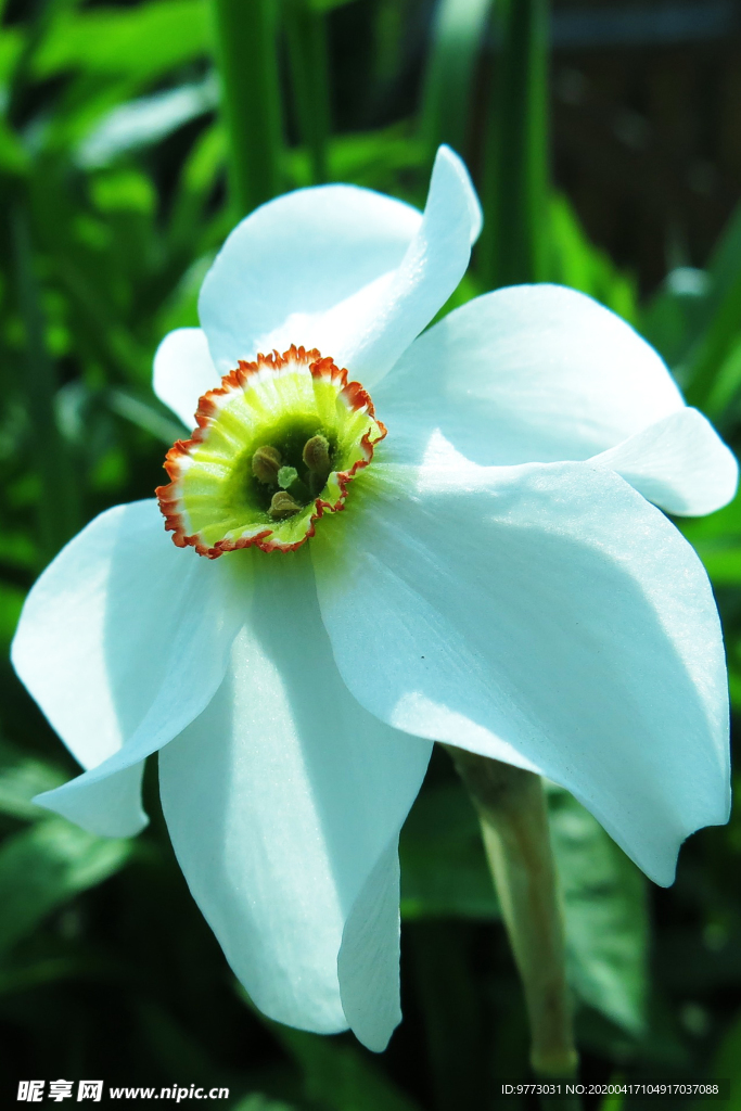 水仙花