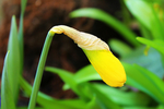 水仙花
