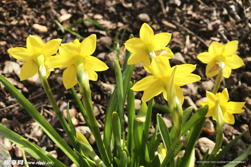 水仙花