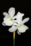 水仙花