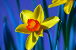 水仙花
