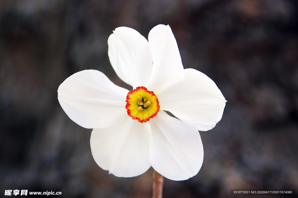 水仙花