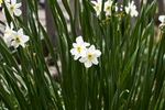水仙花