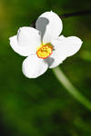 水仙花