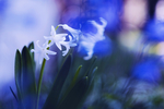 水仙花