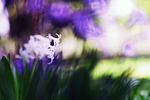 水仙花