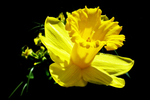 水仙花