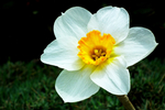 水仙花