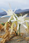 水仙花