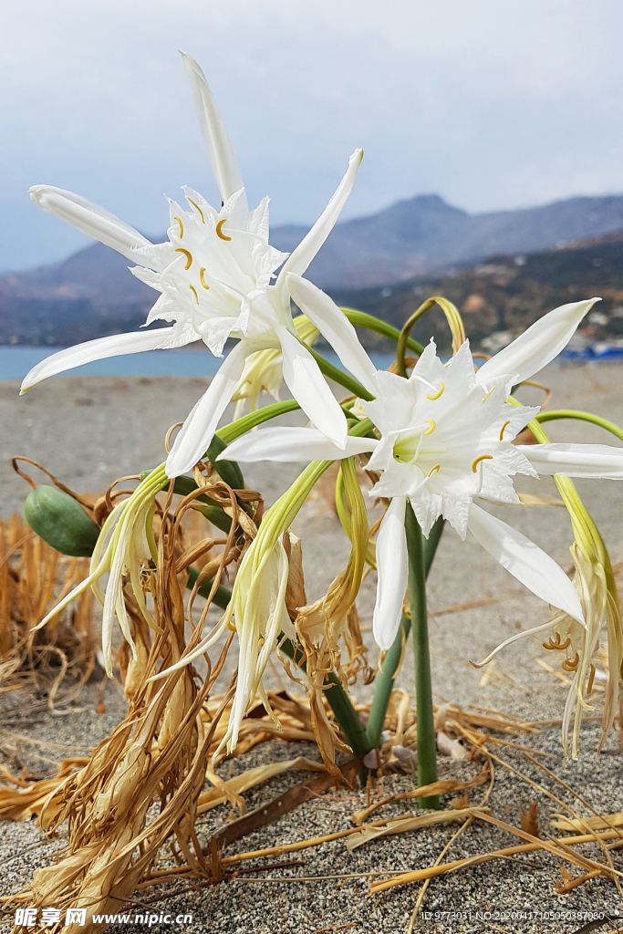 水仙花