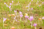水仙花