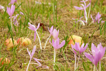 水仙花