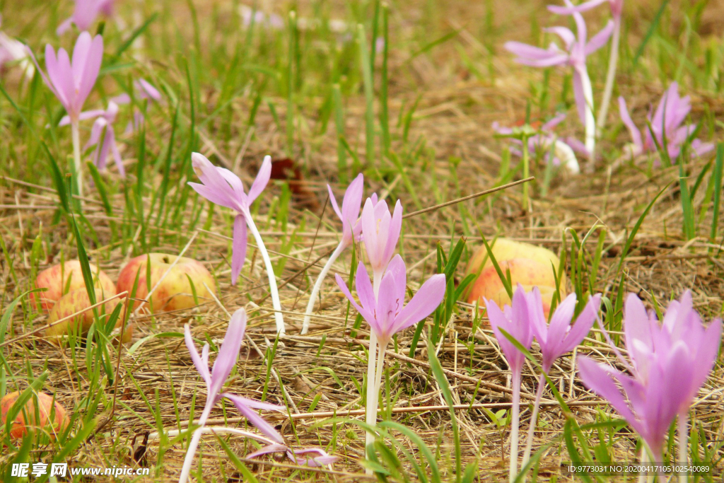 水仙花