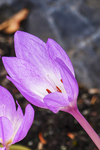 水仙花