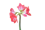 水仙花