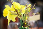 水仙花