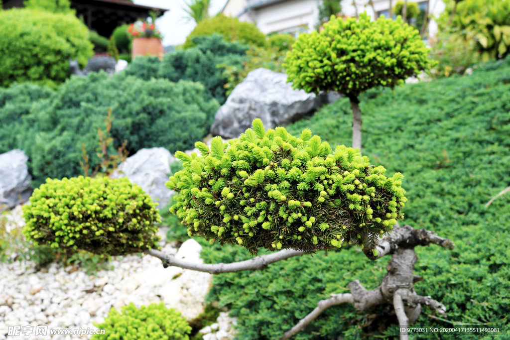 松树