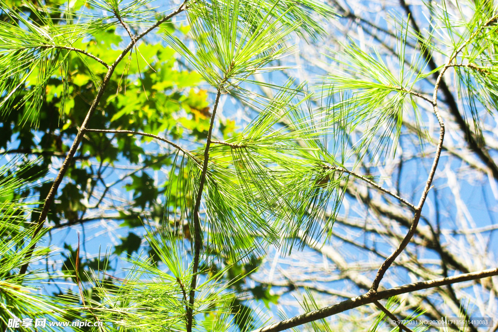 松树