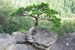 松树